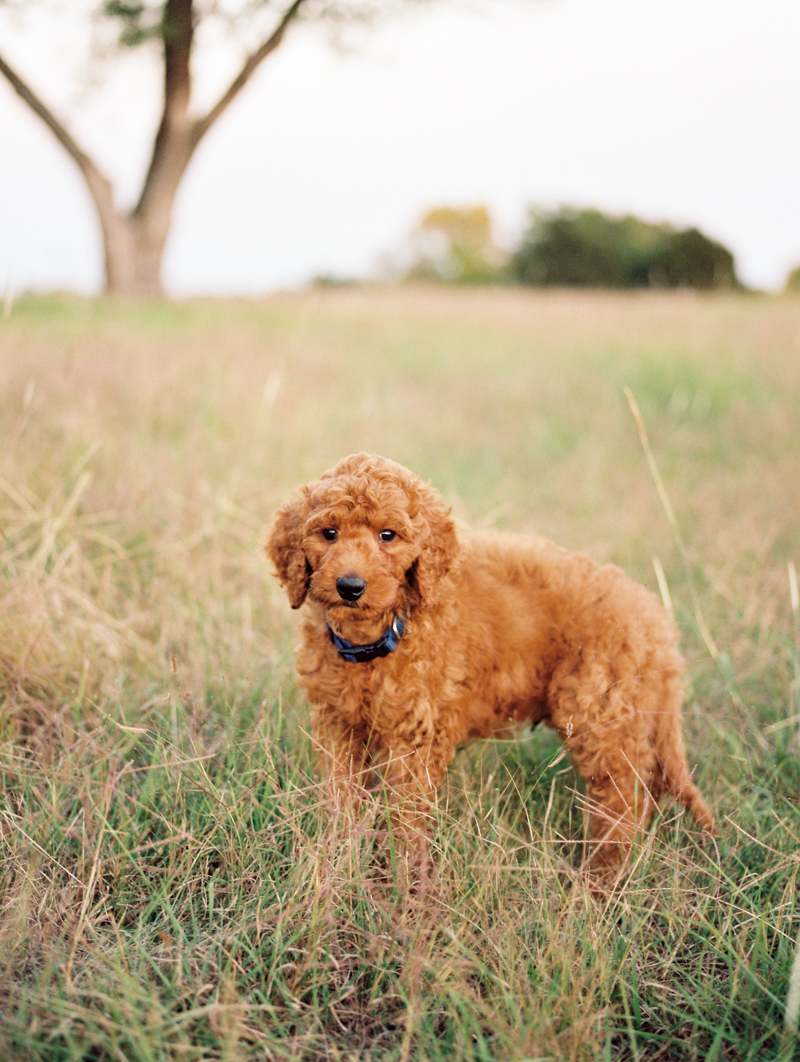 puppy in field